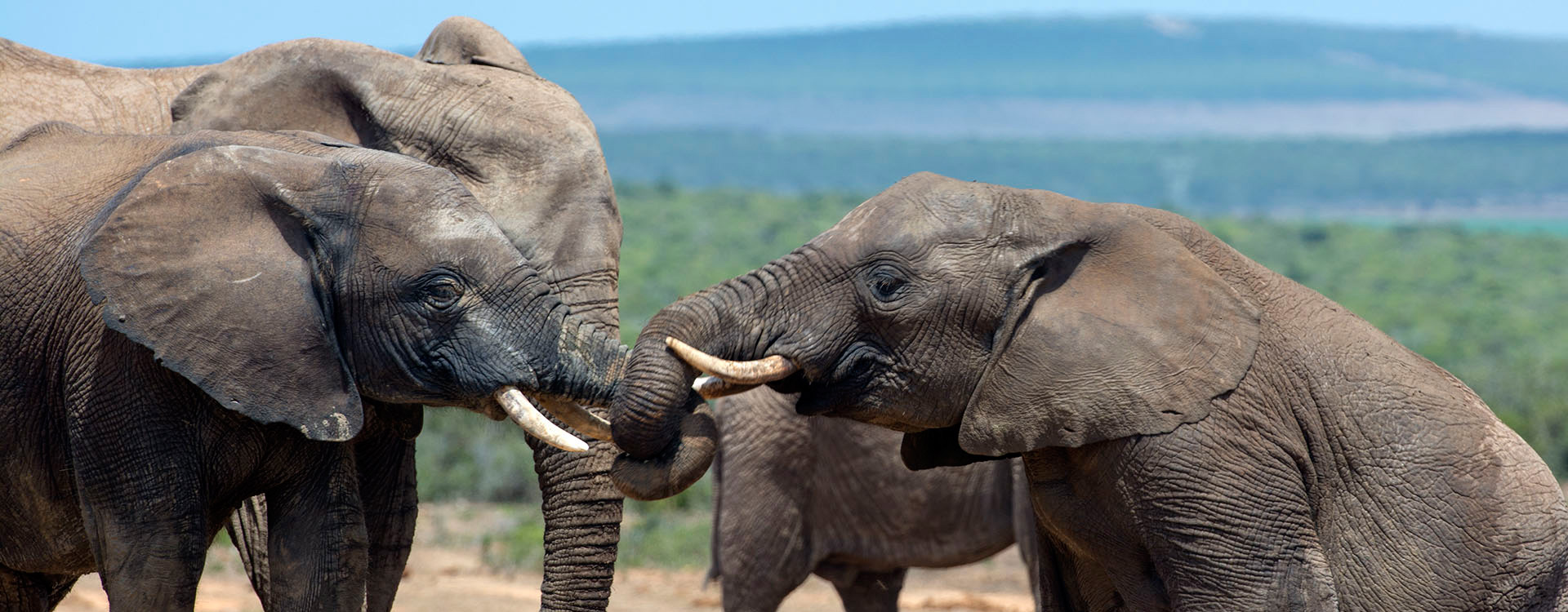 RPA - Park Krugera - Słonie