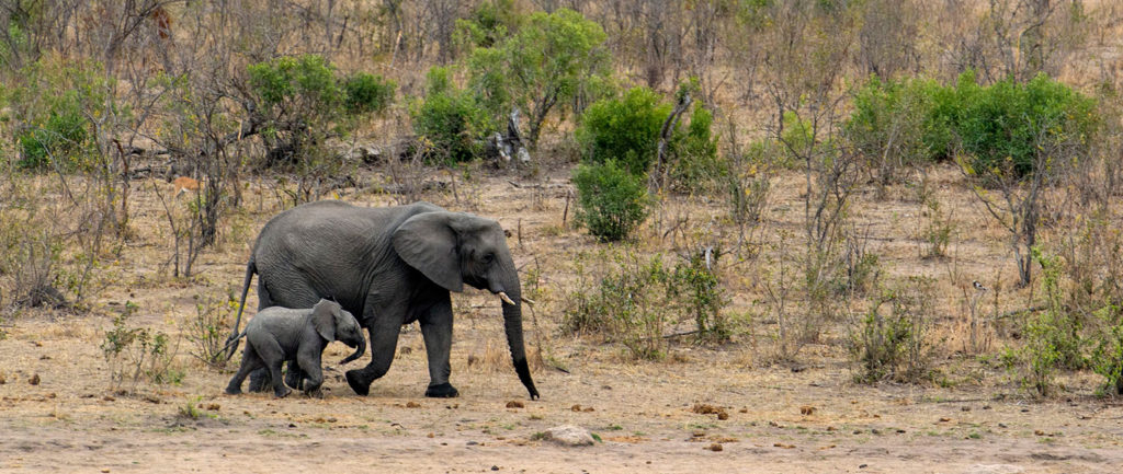 RPA safari, słonie