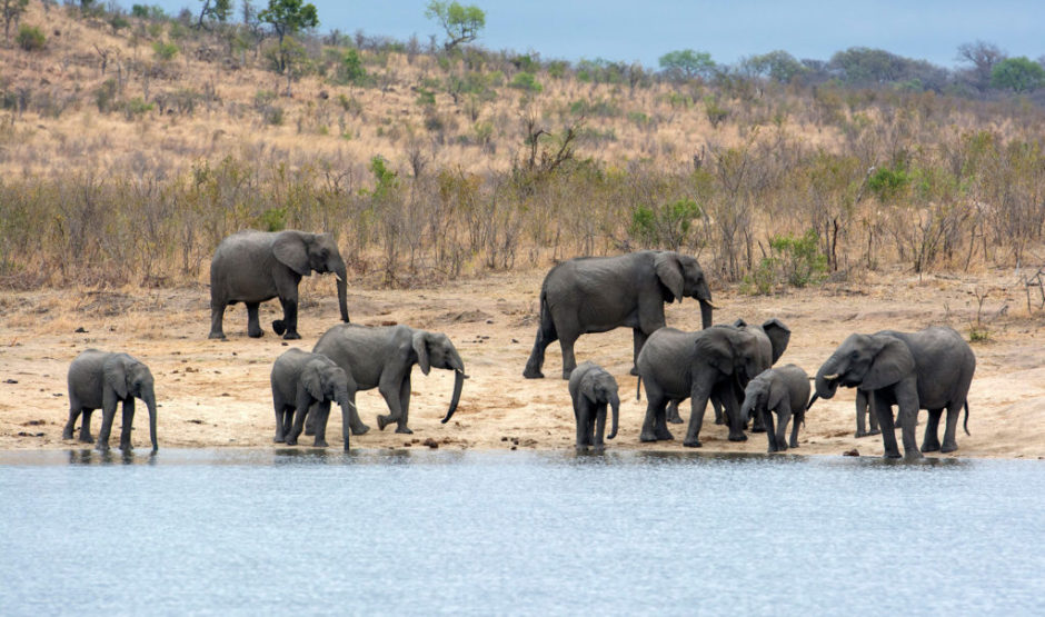 RPA - Słonie Park Krugera